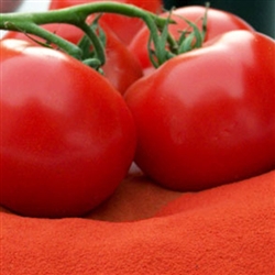 Tomato Powder: DRUM-DRIED BULK