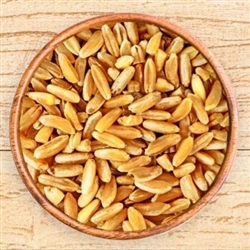 Wheat, Durum ORGANIC