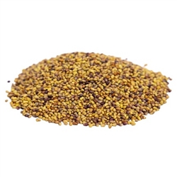 Red Clover Sprouting Seed - ORGANIC - 1 lb